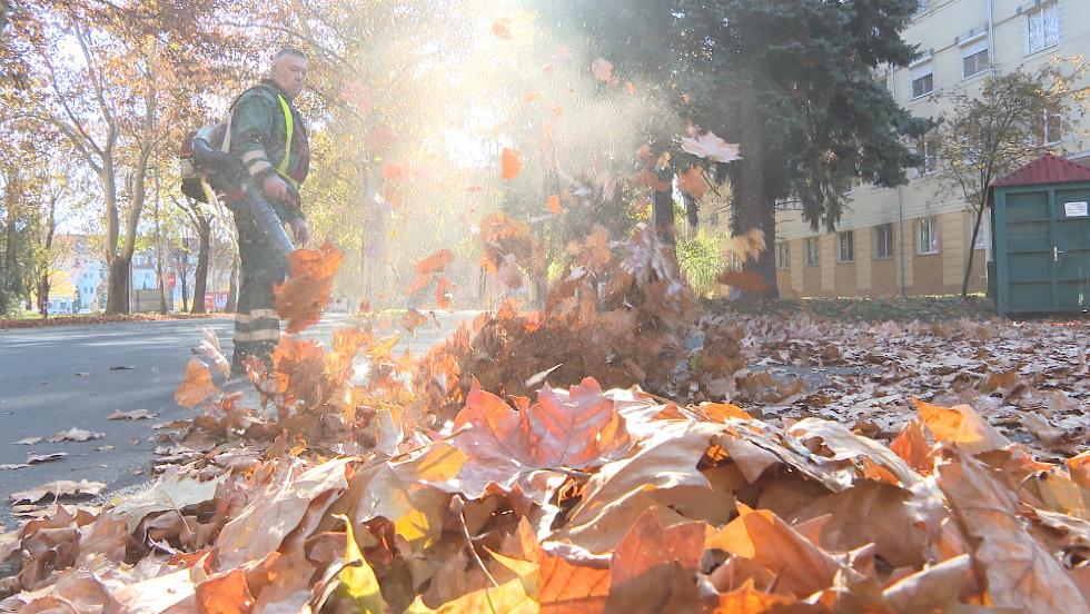 Lombhullás – Összegyűjtik a faleveleket Lombhullás – Összegyűjtik a faleveleket