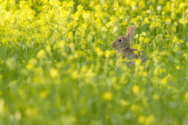 Hsvtig nyri meleg, 25 fok krli cscsok vrhatk
