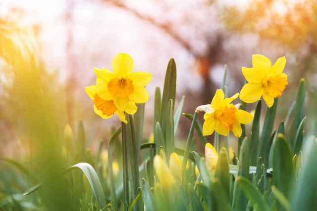 Itt a tavaszi nap�jegyenl�s�g - mit hoz sz�munkra?