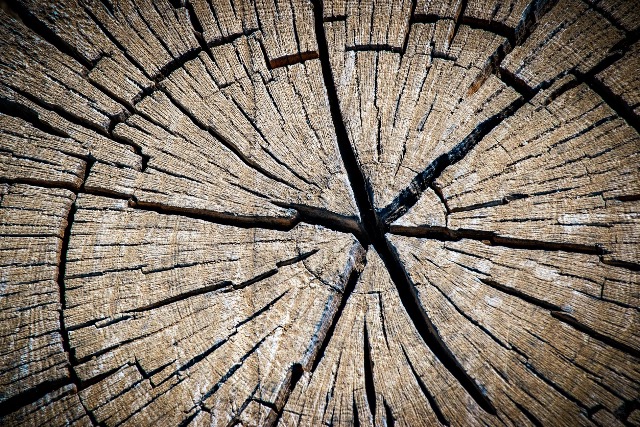 Garzsokat veszlyeztetett egy megdlt fa Zalaegerszegen