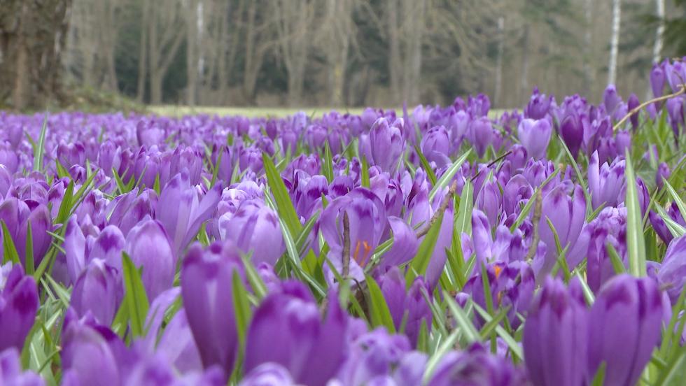 Virágzik a kárpáti sáfrány Virágzik a kárpáti sáfrány
