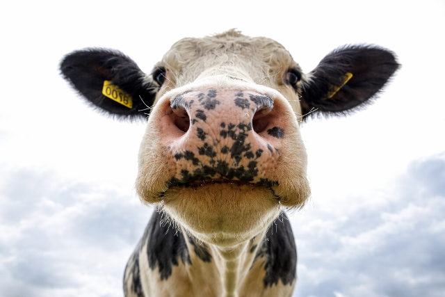 �tven �v ut�n �jra megjelent Magyarorsz�gon a ragad�s sz�j- �s k�r�mf�j�s