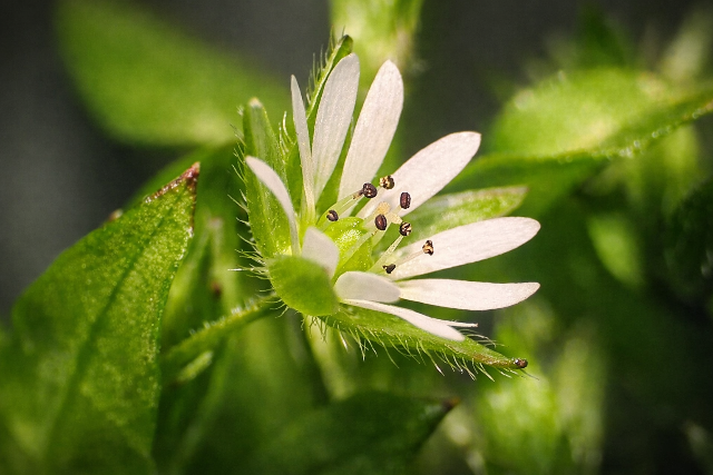 Ez a kis gyom seg�t a gyullad�sok lek�zd�s�ben, �s m�g a sal�t�ba is j� 