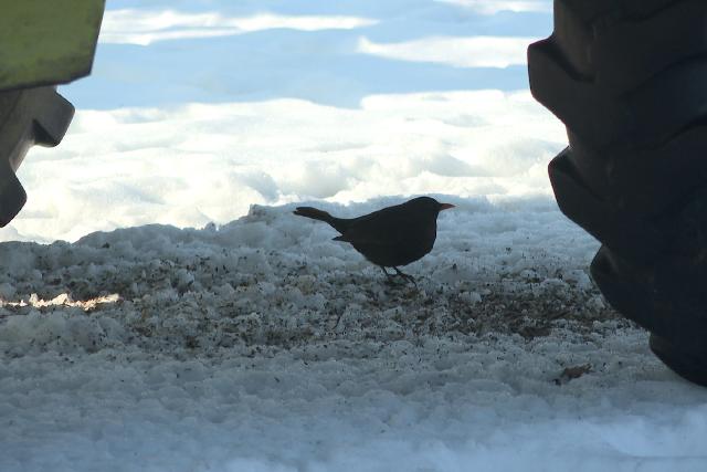 Mez�gazdas�gi k�rk�p – a zalai gazd�k �r�lnek ennek az id�j�r�snak