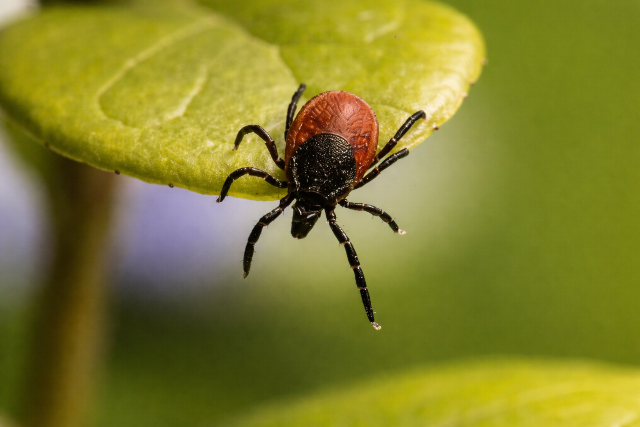 4 hat�kony ill�olaj, ami t�vol tartja a kullancsokat 