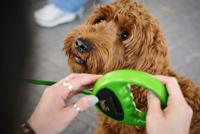 350 benzink�ton seg�tenek az elk�borolt kuty�k azonos�t�s�ban