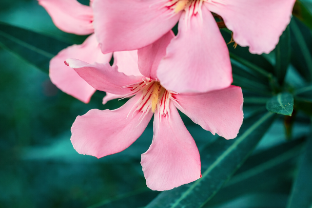 Otthonunk kedvelt ny�ri d�sze, m�gis a vil�g egyik legm�rgez�bb n�v�nye - erre figyeljen, ha �n is tart otthon bel�le