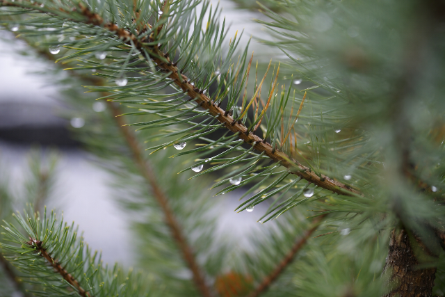 Meddig kell kidobni a kar�csonyf�t, hogy biztosan elvigy�k?