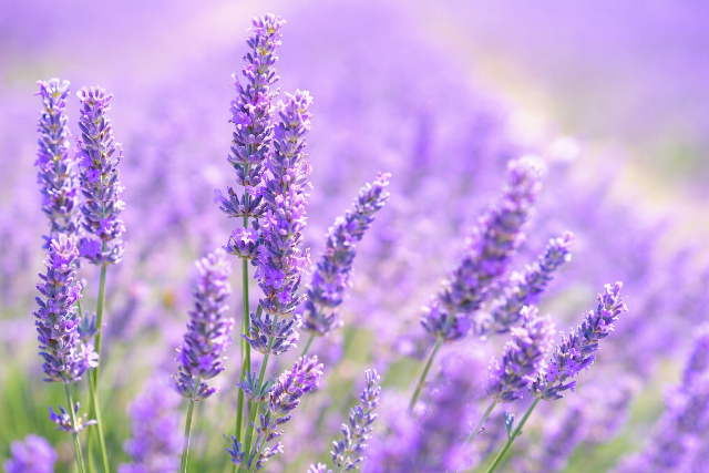 6 n�v�ny, ami biztosan a kertbe vonzza a rovarokat