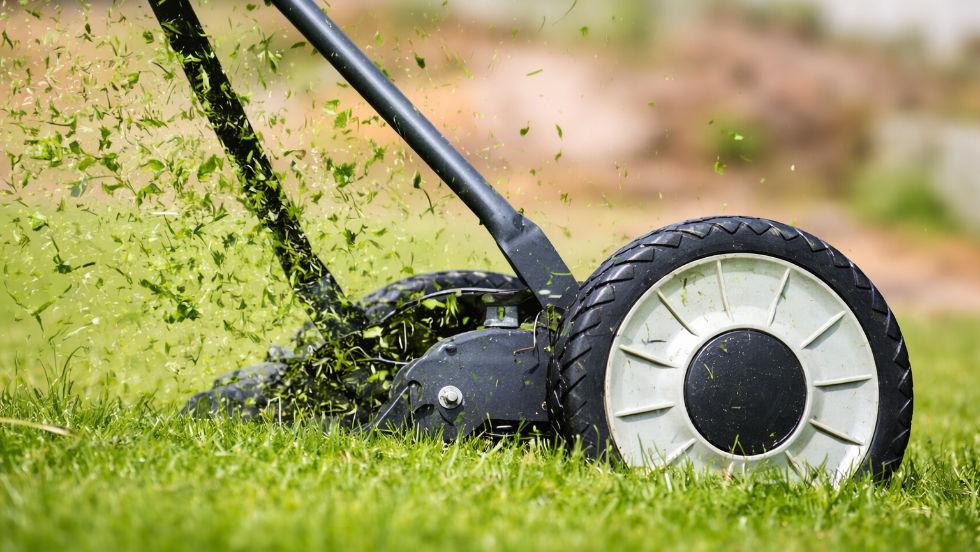 Szebb, mint a fű, de még locsolni és nyírni sem kell annyit - ezt telepítse a kertjébe Szebb, mint a fű, de még locsolni és nyírni sem kell annyit - ezt telepítse a kertjébe