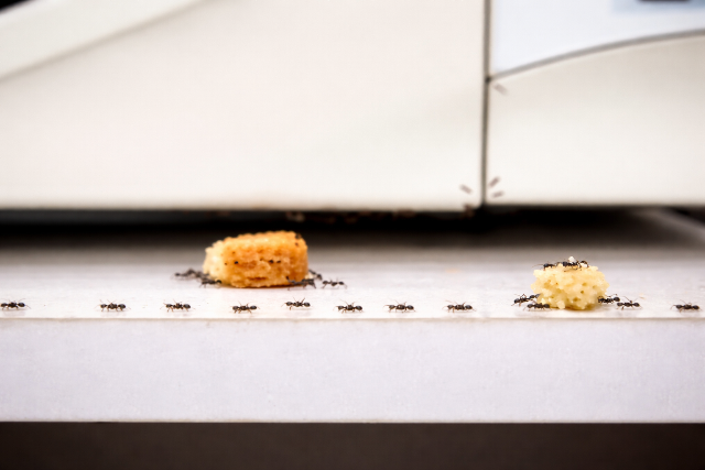 Hangya a lak�sban? Ezek a h�zi praktik�k seg�tenek