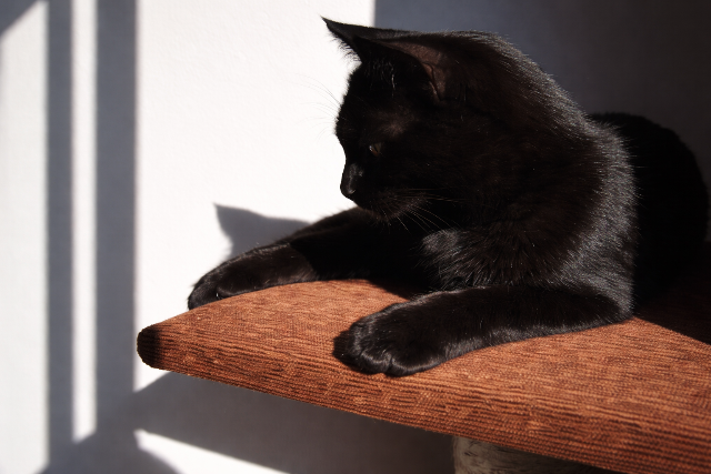 A szomor� ok, ami�rt kevesen fogadnak �r�kbe fekete kuty�kat �s macsk�kat