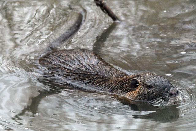 Gyérítik a kegyetlen rágcsálókat Zalában Gyérítik a kegyetlen rágcsálókat Zalában