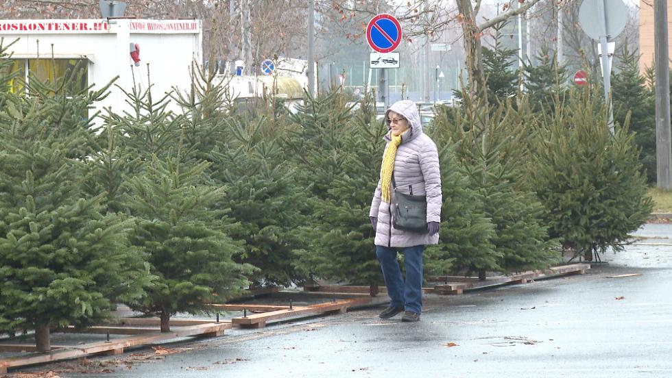 Idén is széles a kínálat fenyőfákból Zalaegerszegen Idén is széles a kínálat fenyőfákból Zalaegerszegen