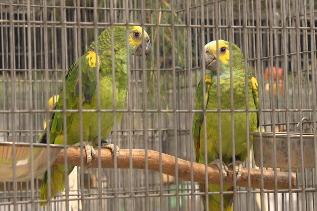 Meg�rkeztek a d�szmadarak a Keresztury m�vel�d�si k�zpontba 