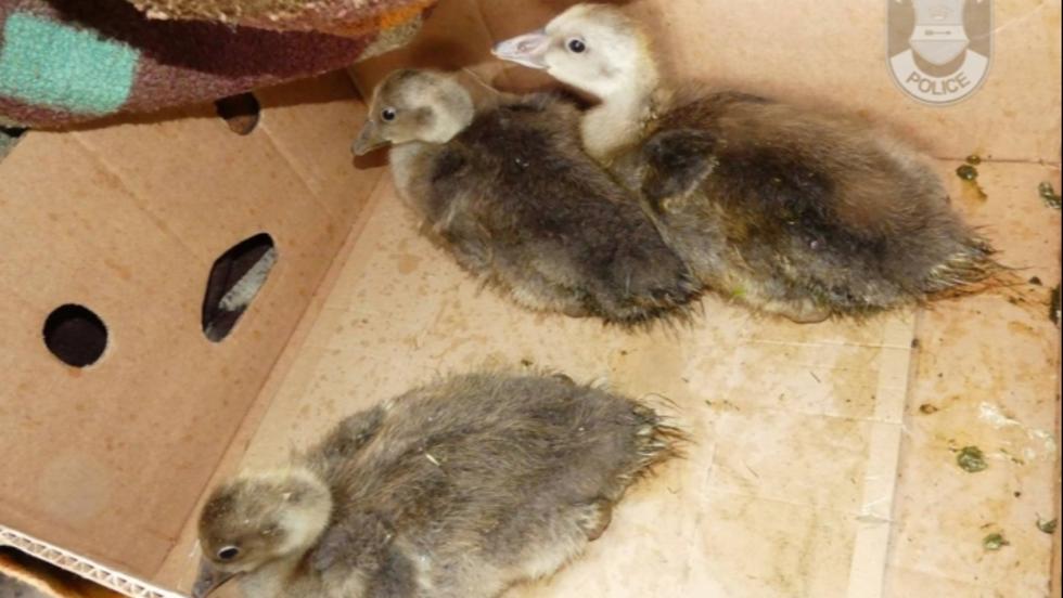 Nyári ludakat lopott egy férfi a nemzeti park területéről Nyári ludakat lopott egy férfi a nemzeti park területéről