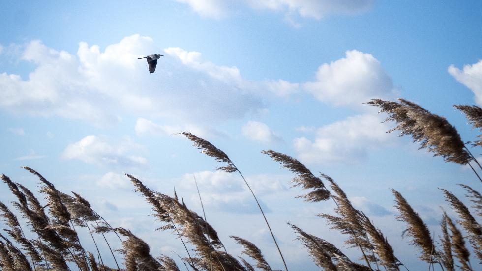 Láthatáron a kánikula vége: fokozatos lehűlés kezdődik Láthatáron a kánikula vége: fokozatos lehűlés kezdődik