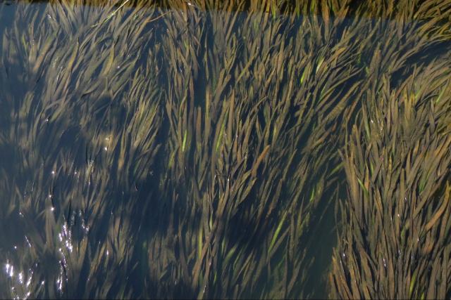 Kutat�k szerint a Zala-foly� is vesz�lybe ker�lhet az inv�zi�s h�n�r miatt