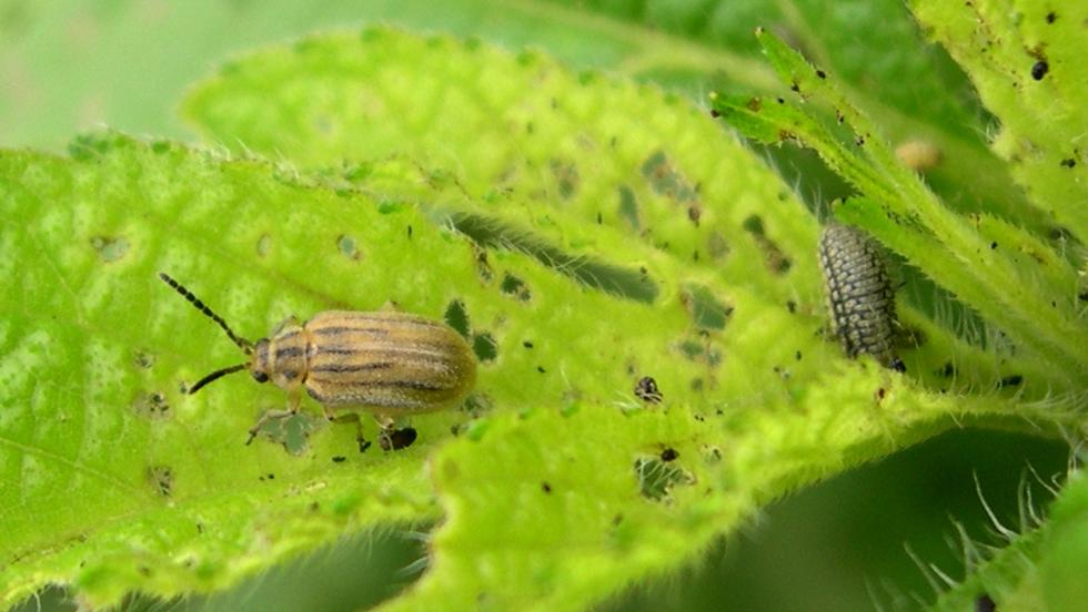 Allergiások, figyelem: megtalálták a parlagfű ellenszerét Allergiások, figyelem: megtalálták a parlagfű ellenszerét