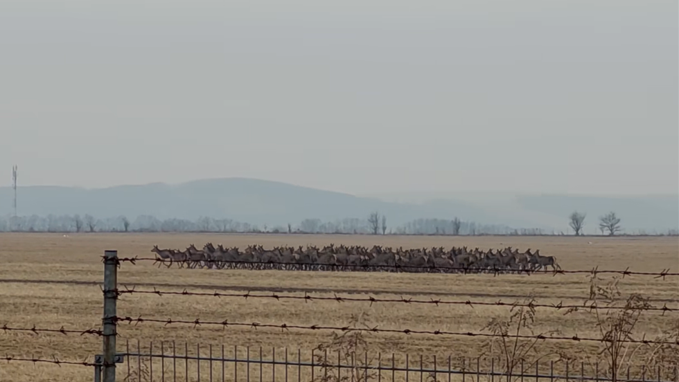 Hatalmas szarvasrudli vonult át Zalaegerszeg külvárosában Hatalmas szarvasrudli vonult át Zalaegerszeg külvárosában