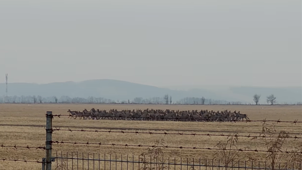 Hatalmas szarvasrudli vonult t Zalaegerszeg klvrosban