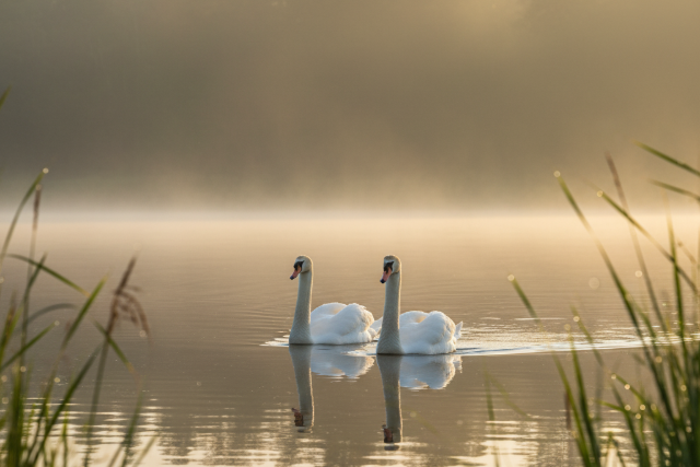 Ne etessük a vízimadarakat!
Ne etessük a vízimadarakat!