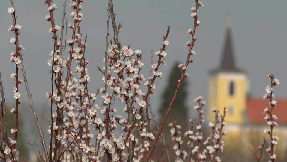 A tavaszi nap-éj egyenlőség: kezdetét veszi a csillagászati tavasz A tavaszi nap-éj egyenlőség: kezdetét veszi a csillagászati tavasz