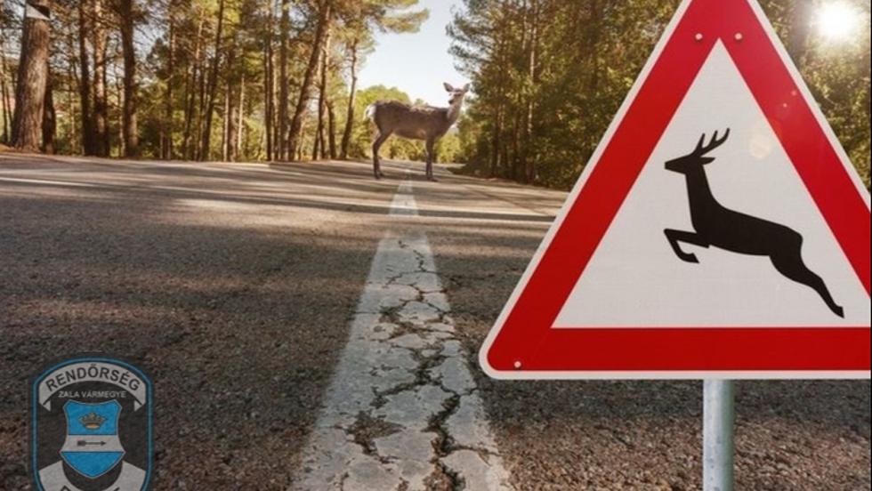 Az zek nsza miatt Zalban is megnhet a vadbalesetek szma