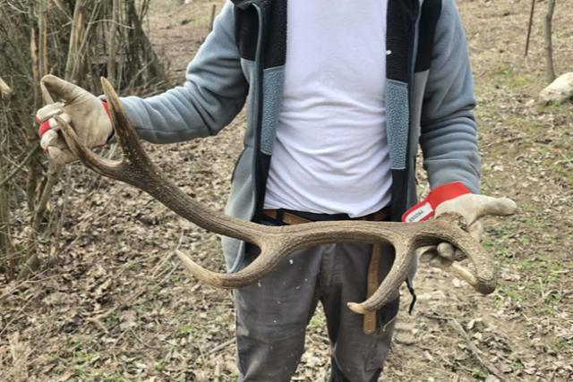 Jav�ban zajlik az agancshull�s