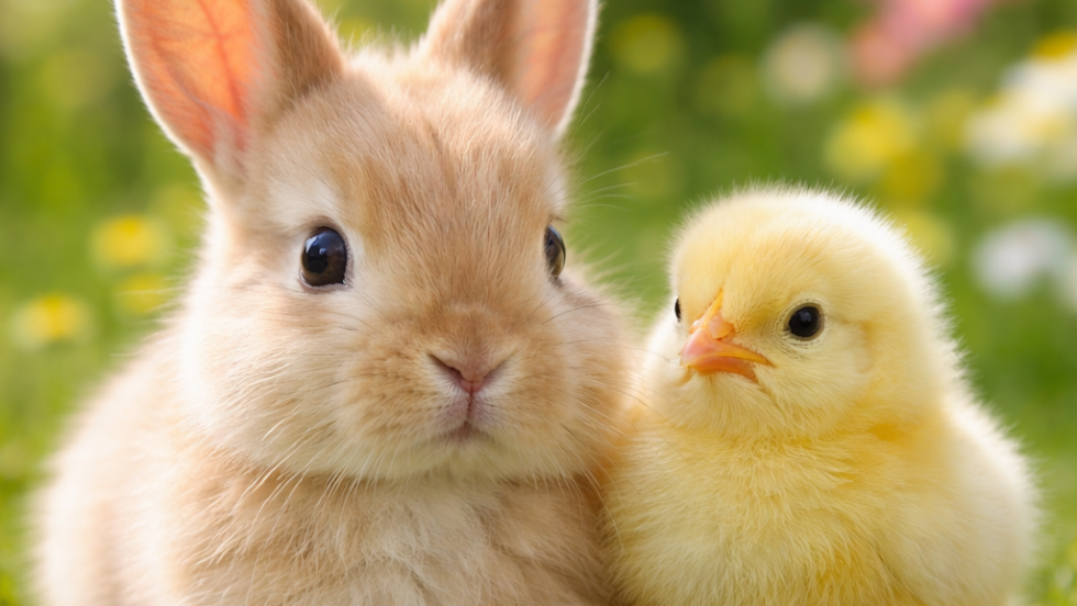 Élő állat nem ajándék – húsvét előtt üzent az egyesület Élő állat nem ajándék – húsvét előtt üzent az egyesület