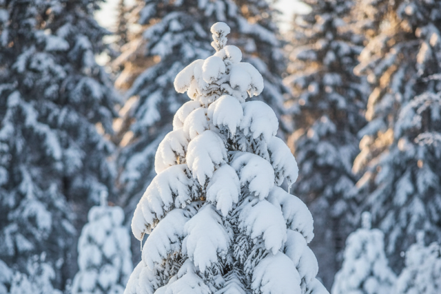 Havat hozhat a Mikulás a Dunántúlra Havat hozhat a Mikulás a Dunántúlra
