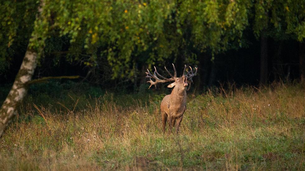 Zalában is megkezdődött a szarvasbőgés: ez várható most az utakon Zalában is megkezdődött a szarvasbőgés: ez várható most az utakon