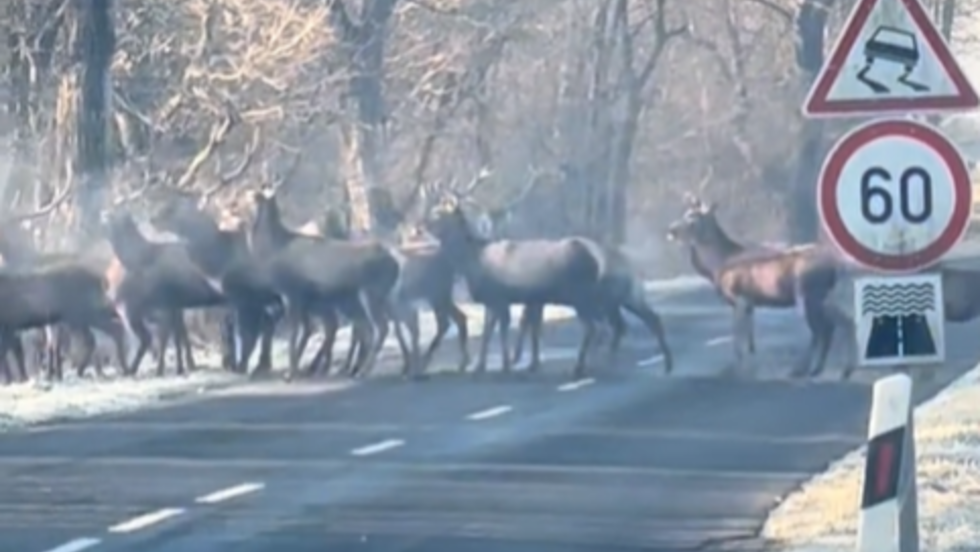 Népes szarvasrudli szelte át az utat Zalalövőnél Népes szarvasrudli szelte át az utat Zalalövőnél