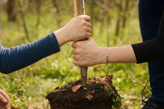 Kerttulajdonosok figyelem: ingyen juhar, t�lgy �s ny�r csemet�k ig�nyelhet�k