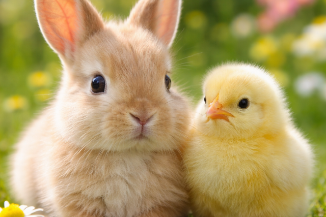 �l� �llat nem aj�nd�k – h�sv�t el�tt �zent az egyes�let