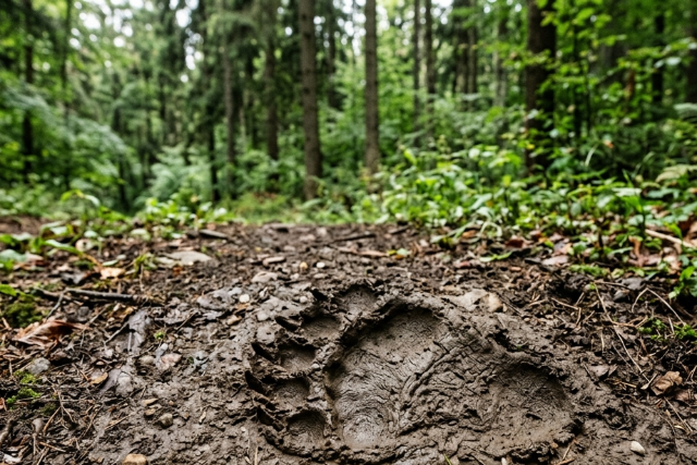 Kuty�j�ra t�madt, megverte a medv�t a 64 �ves n�