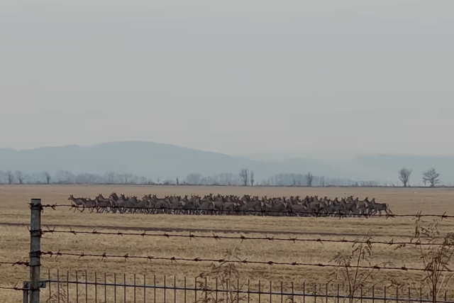 Hatalmas szarvasrudli vonult t Zalaegerszeg klvrosban