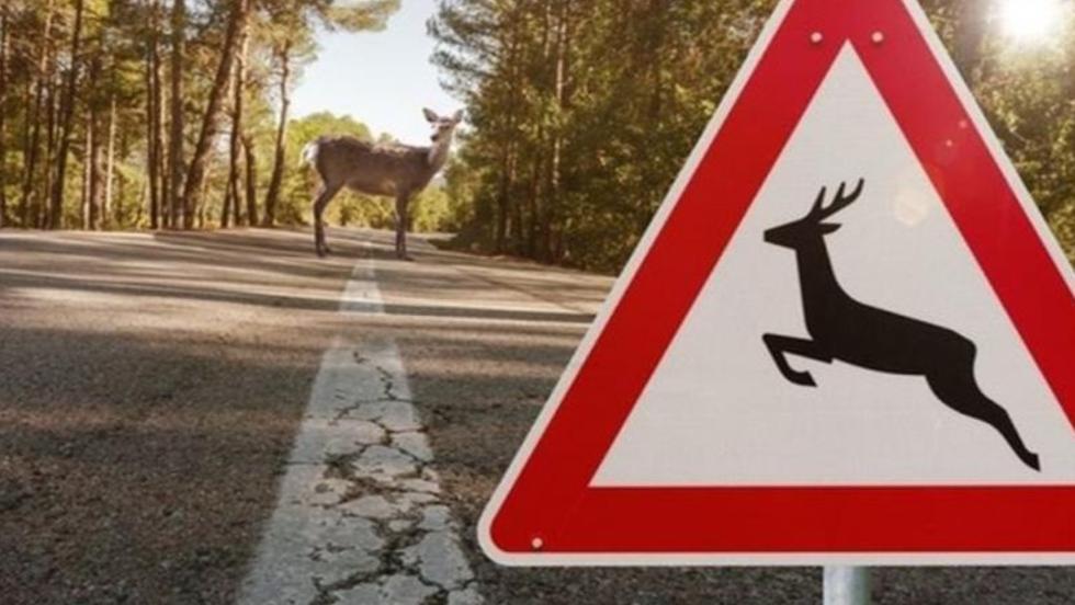 Itt a szarvasbőgés ideje: délután 16 óra után ne induljon erdőbe Zala megyében Itt a szarvasbőgés ideje: délután 16 óra után ne induljon erdőbe Zala megyében