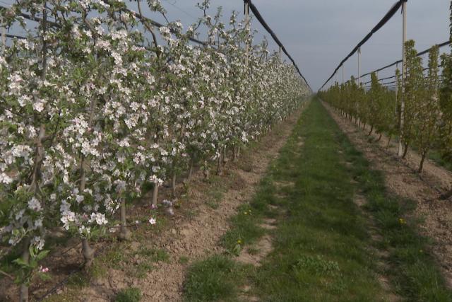 J� term�st �g�rnek id�n a gy�m�lcsf�k