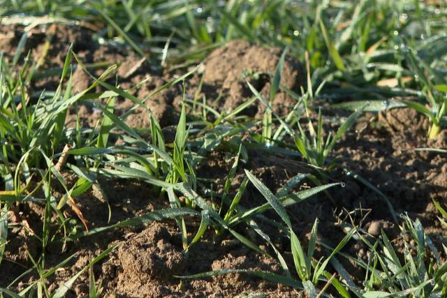 Mezőgazdasági körkép - a fagyos reggeleket követő szokatlan meleg nehézségeket okoz a mezőgazdaságban Mezőgazdasági körkép - a fagyos reggeleket követő szokatlan meleg nehézségeket okoz a mezőgazdaságban