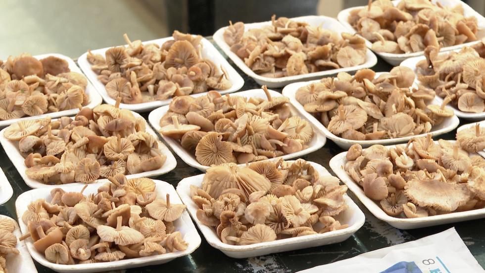 Gombavsr – Vargnybl, galambicbl s szegfgombbl is bven termett 