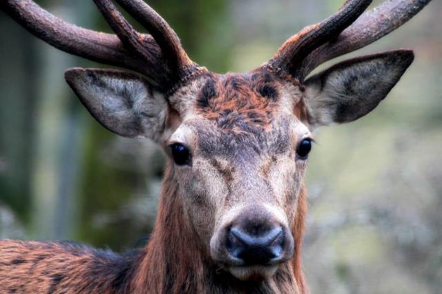 K�k f�ny az utakon: �j m�dszerrel cs�kkenten�k a vadbalesetek sz�m�t
