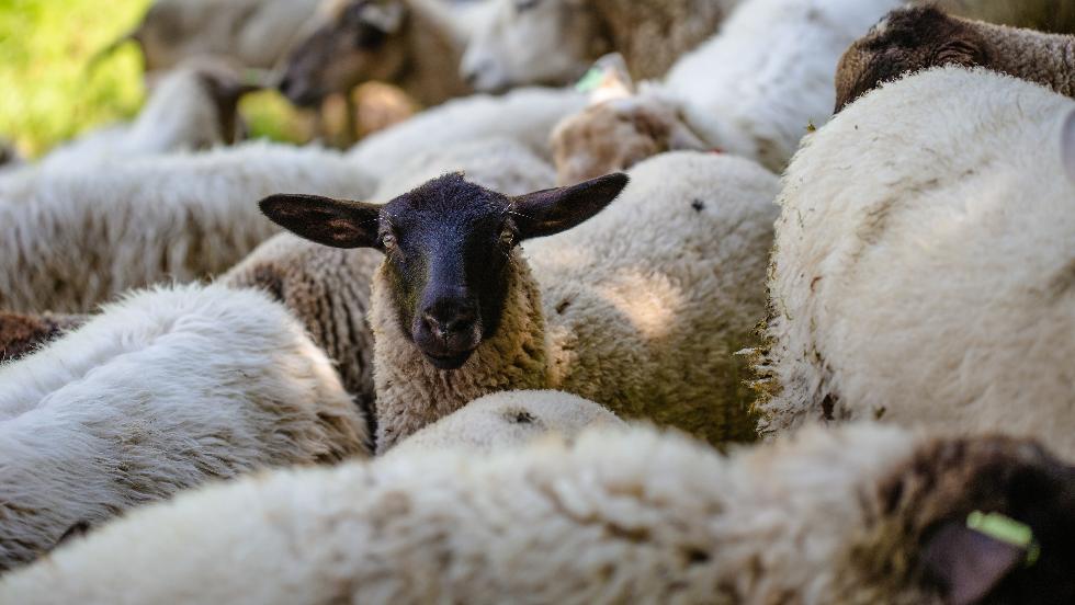 Birkák legeltek le közel 3 mázsa marihuánát Birkák legeltek le közel 3 mázsa marihuánát