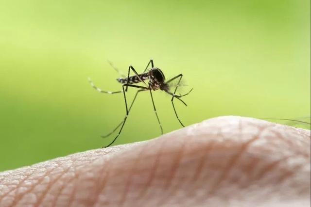 Újabb szúnyogirtás kilátásban Zalaegerszegen Újabb szúnyogirtás kilátásban Zalaegerszegen
