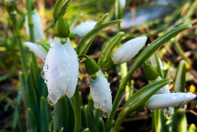 Enyhe id�j�r�s ut�n megjelentek a tavasz els� h�rn�kei