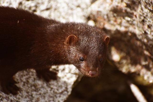 �j inv�zi�s ragadoz� fenyegetheti Zal�t