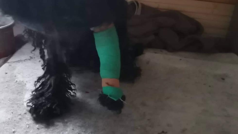 Állatkínzás miatt emeltek vádat egy Letenye környékbeli birkatartóval szemben Állatkínzás miatt emeltek vádat egy Letenye környékbeli birkatartóval szemben