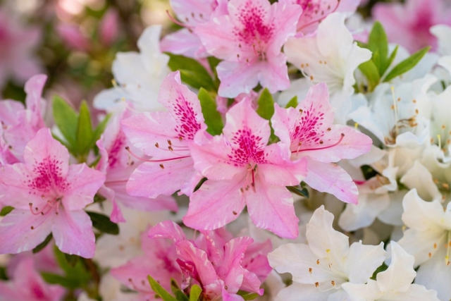 Hivatalos: Megvan 2026 sl�gern�v�nye, �s mindenki im�dni fogja!