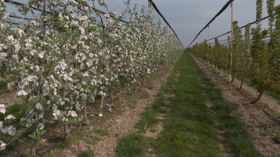 Jó termést ígérnek idén a gyümölcsfák Jó termést ígérnek idén a gyümölcsfák
