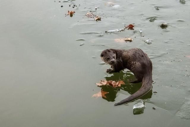 Ritka vend�g a Balaton partj�n: vidr�t fot�ztak Keszthelyn�l